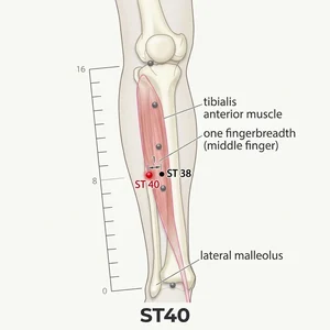 Fenglong acupoint diagram