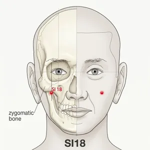 Quanliao acupoint diagram