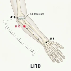 Shousanli acupoint diagram
