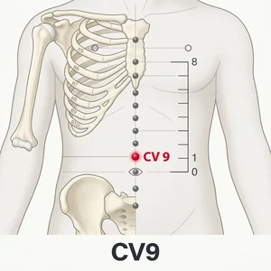 Shuifen acupoint diagram