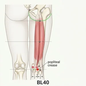 Weizhong acupoint diagram