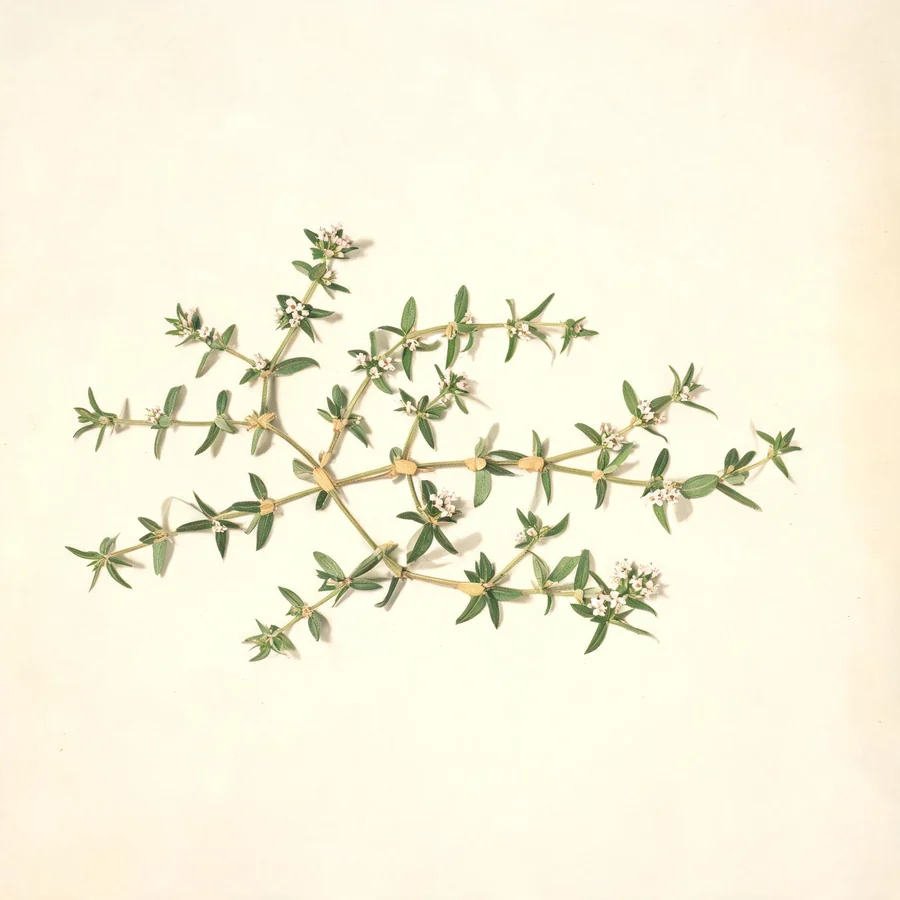 Botanical illustration of Polygonum aviculare in flower, showing its leaves and flowering stem