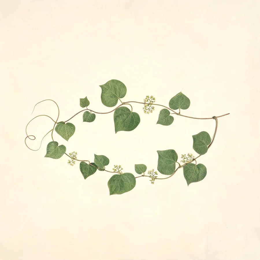 Botanical illustration of Stephania tetrandra in flower, showing its leaves and flowering stem