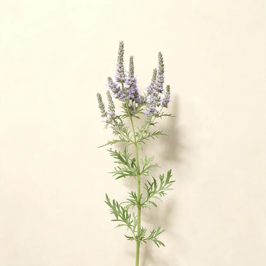 Botanical illustration of Schizonepeta tenuifolia in flower, showing its leaves and flowering stem