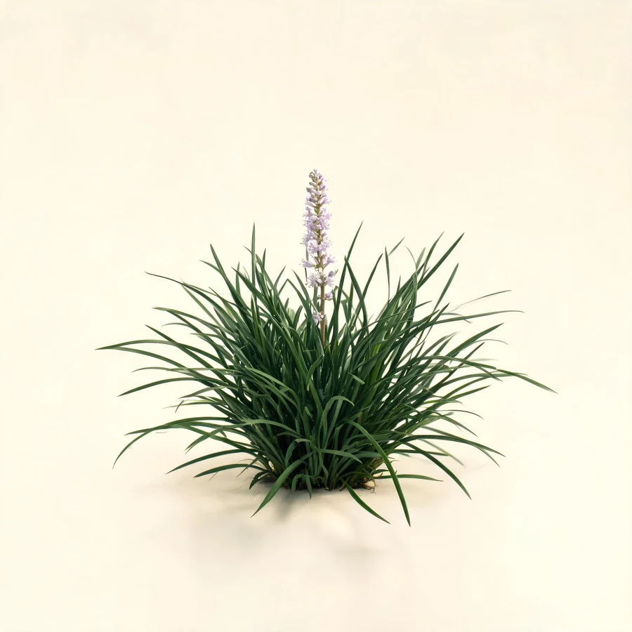 Botanical illustration of Ophiopogon japonicus in flower, showing its leaves and flowering stem