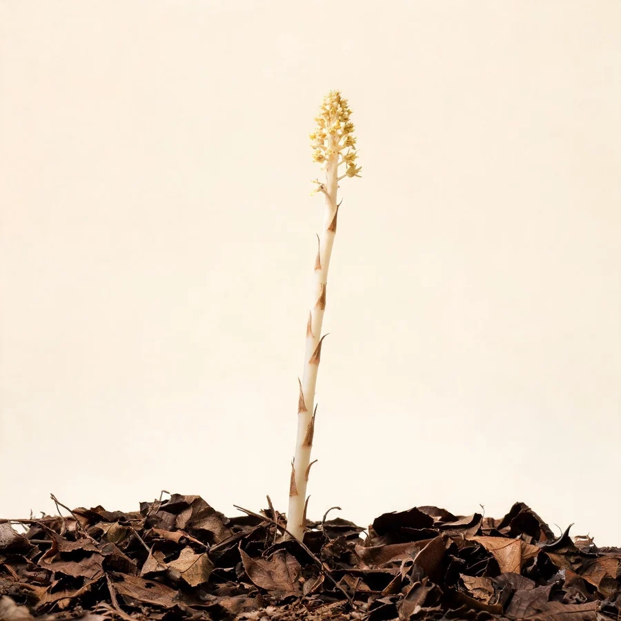 Botanical illustration of Gastrodia elata in flower, showing its leaves and flowering stem