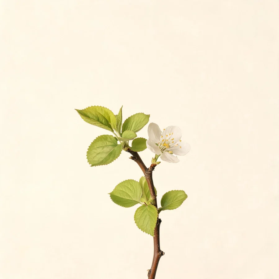 Botanical illustration of Prunus armeniaca in flower, showing its leaves and flowering stem