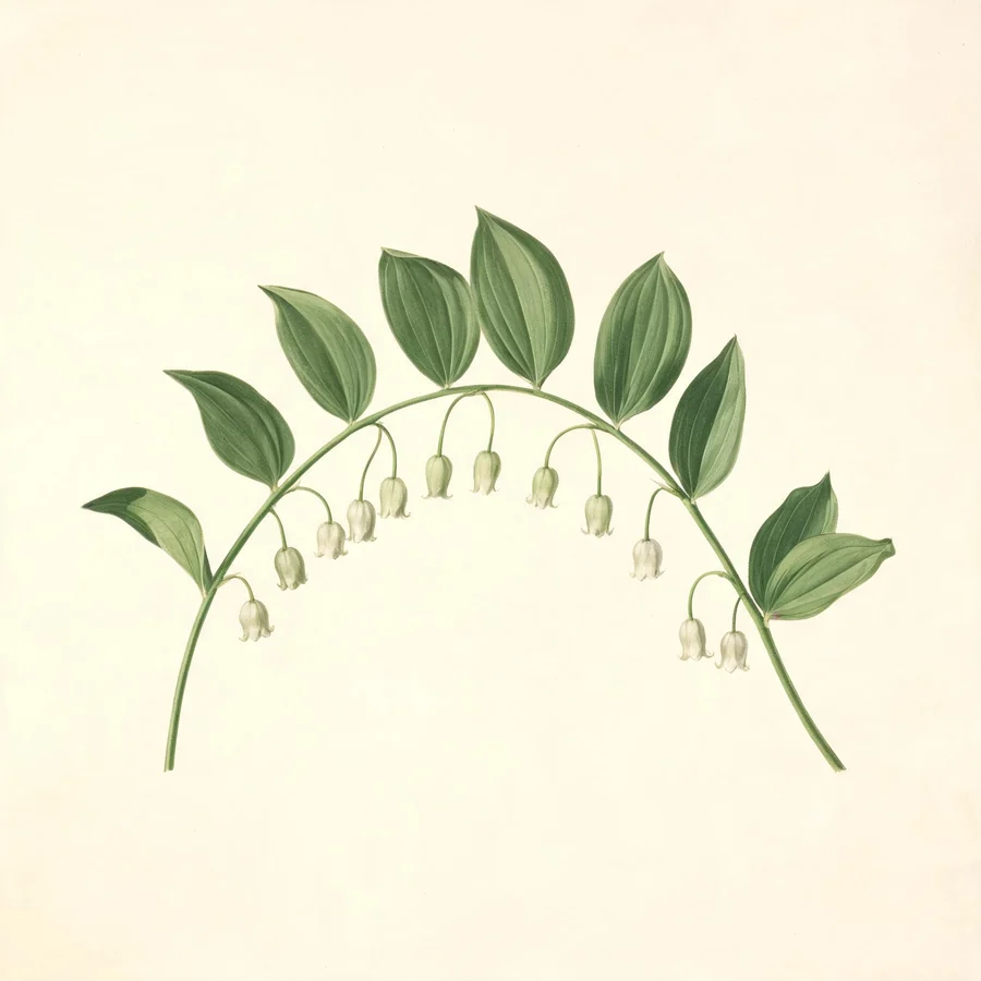 Botanical illustration of Polygonatum odoratum in flower, showing its leaves and flowering stem