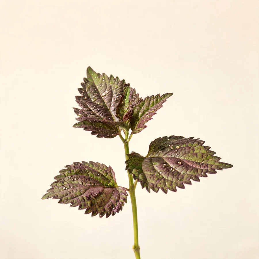 Botanical illustration of Perilla frutescens in flower, showing its leaves and flowering stem